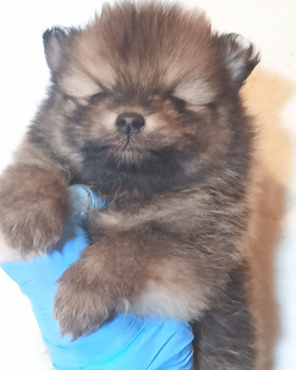 Spitz POMERANIA nano con pedigree ENCI