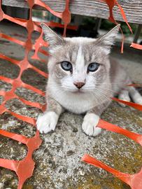 Gatto in adozione
