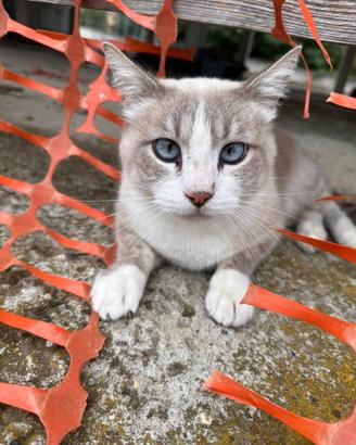 Gatto in adozione