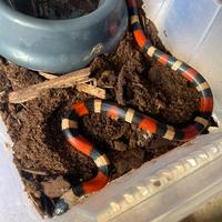 Serpente corallo GUCCI