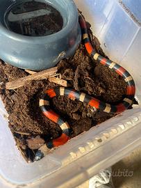 Serpente corallo GUCCI