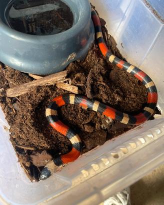 Serpente corallo GUCCI