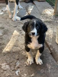 Cuccioli pastore asiatici