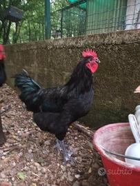 Galli australorp
