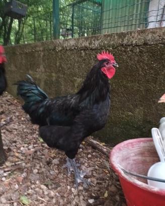 Galli australorp