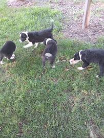 Cuccioli border collie