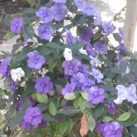 Pianta Brunfelsia grandiflora