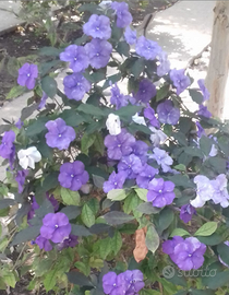 Pianta Brunfelsia grandiflora