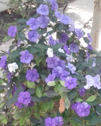 Pianta Brunfelsia grandiflora