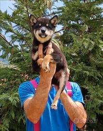 Shiba inu black and tan cucciolo con pedigree ENCI