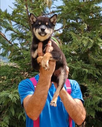 Shiba inu black and tan cucciolo con pedigree ENCI
