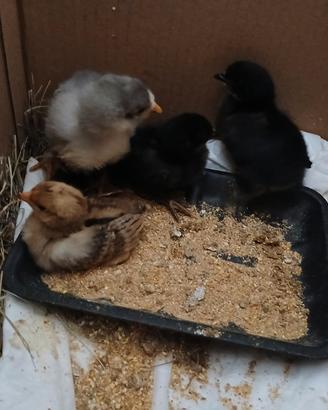Galline