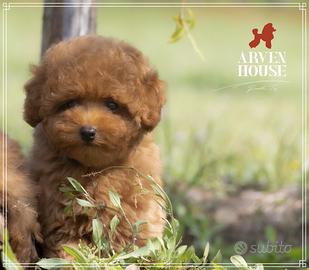 Barboncino rosso toy e mini toy