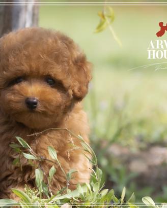 Barboncino rosso toy e mini toy