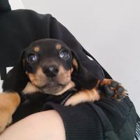 Cucciolo di Bassotto