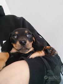 Cucciolo di Bassotto