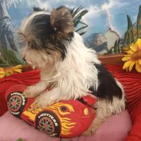 Biewer Yorkshire Cuccioli Taglia Più Piccola