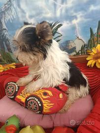 Biewer Yorkshire Cuccioli Taglia Più Piccola