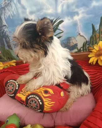 Biewer Yorkshire Cuccioli Taglia Più Piccola