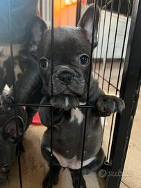 Cuccioli bulldog francese manto blue