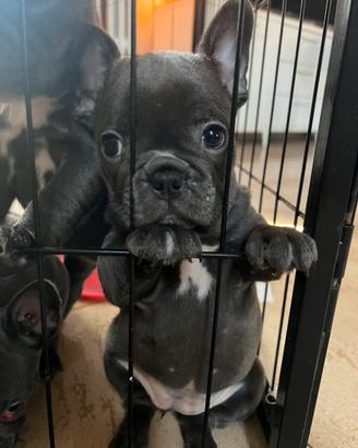 Cuccioli bulldog francese manto blue