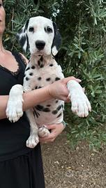 Cuccioli di Dalmata con Pedigree Enci