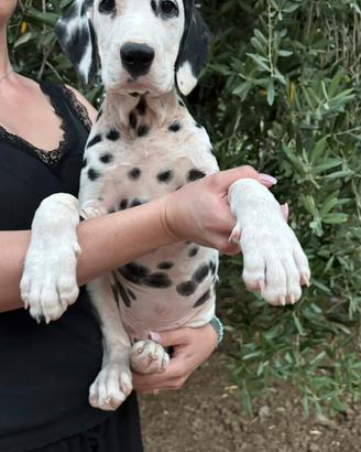 Cuccioli di Dalmata con Pedigree Enci