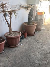 VASI DA GIARDINO
