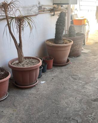 VASI DA GIARDINO
