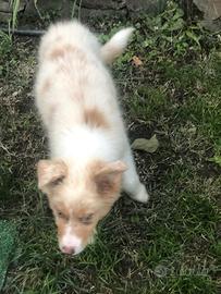Australian Shepherd cucciolo Pastore Australiano