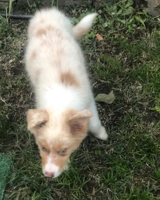 Australian Shepherd cucciolo Pastore Australiano