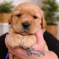 Cucciolata di Golden Retriever genitori TOP
