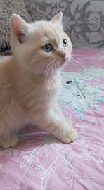 Gattini Scottish