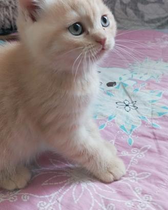 Gattini Scottish