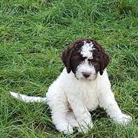 Cucciolo lagotto romagnolo