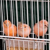 Canarini rossi avorio