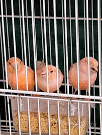 Canarini rossi avorio