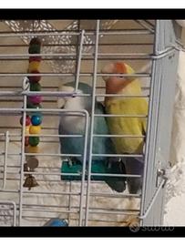 Coppia inseparabili con gabbia