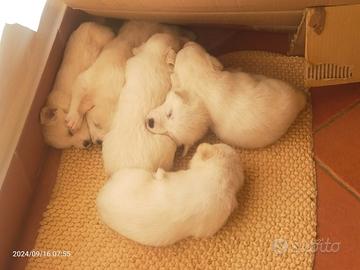 Cuccioli di cane taglia medio grande