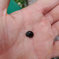 Planorbarius corneus (autoctoni)