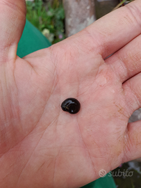 Planorbarius corneus (autoctoni)