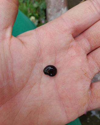 Planorbarius corneus (autoctoni)