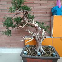 Bonsai Ginepro Chinensis