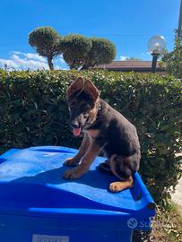 Cucciolo di pastore tedesco