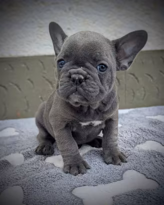 Bulldog francesi cuccioli blu