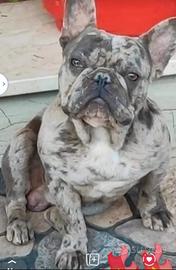 Bulldog francese