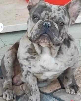 Bulldog francese