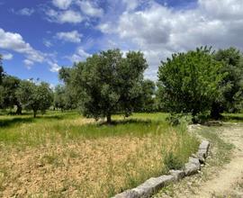Terreno agricolo - San Vito dei N.nni