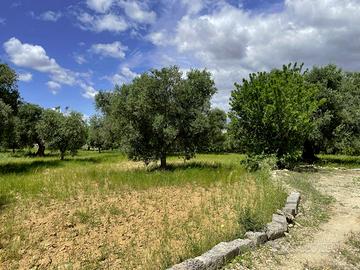 Terreno agricolo - San Vito dei N.nni