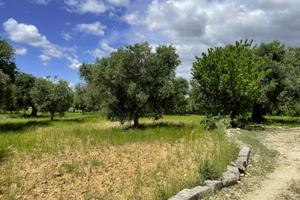 Terreno agricolo - San Vito dei N.nni